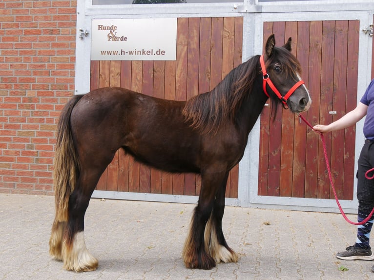 Tinker Yegua 1 año 117 cm in Dorsten