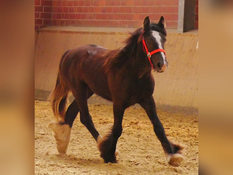 Tinker Yegua 1 año 117 cm in Dorsten