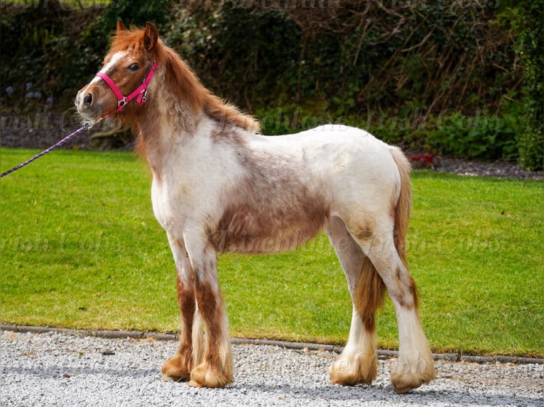 Tinker Yegua 1 año 150 cm Ruano alazán in kerry
