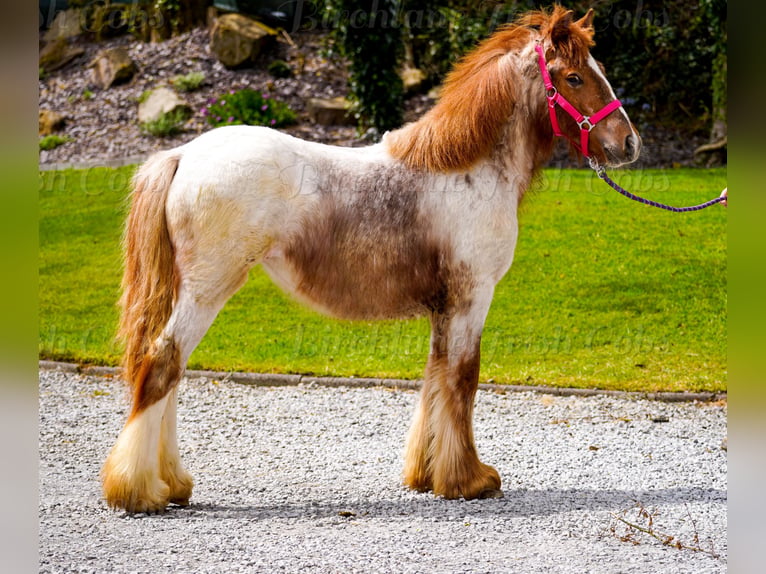 Tinker Yegua 1 año 150 cm Ruano alazán in kerry