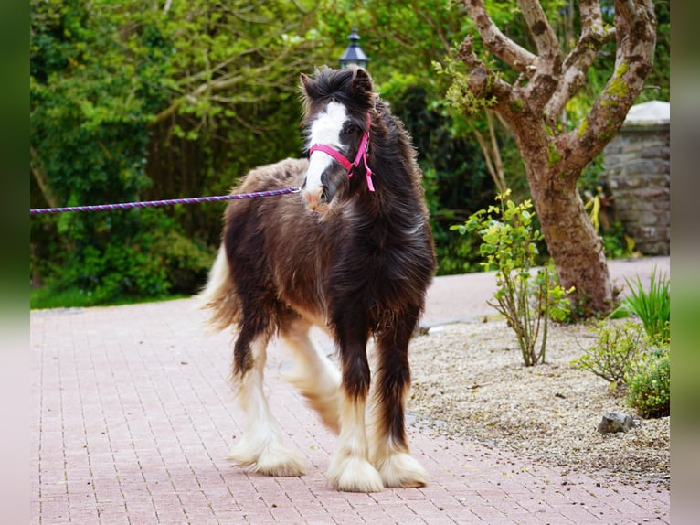 Tinker Yegua 1 año 151 cm  in kerry