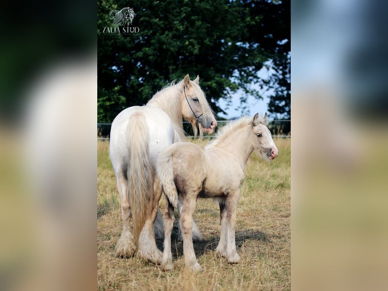 Tinker Yegua 1 año Palomino in Stryków