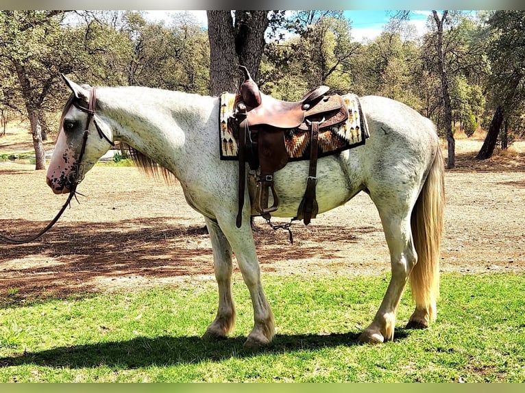 Tinker Mestizo Yegua 2 años 151 cm Sabino in Gerber