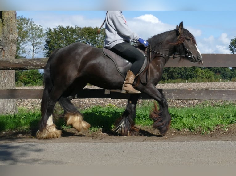 Tinker Yegua 3 años 134 cm Castaño in Lathen