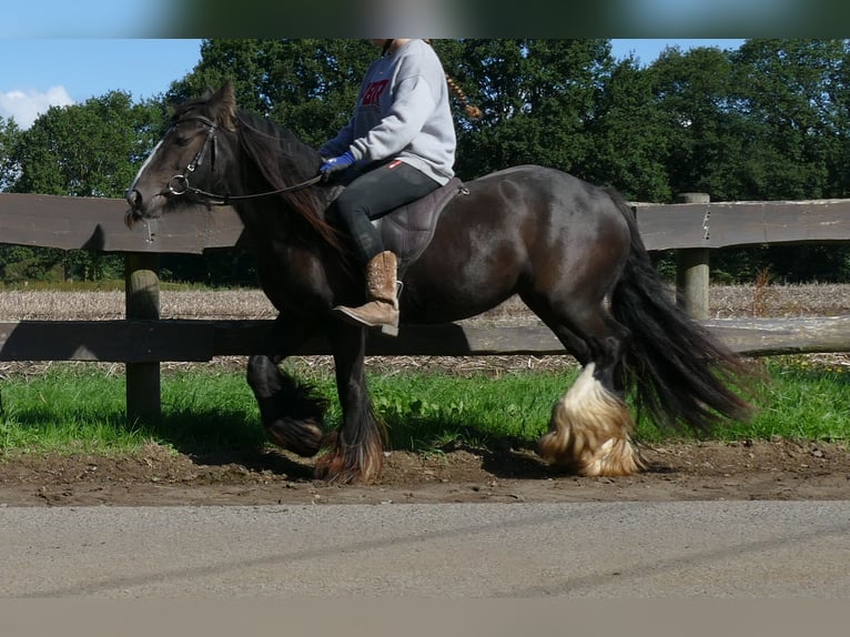 Tinker Yegua 3 años 134 cm Castaño in Lathen
