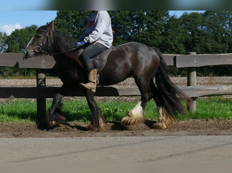 Tinker Yegua 3 años 134 cm Castaño in Lathen