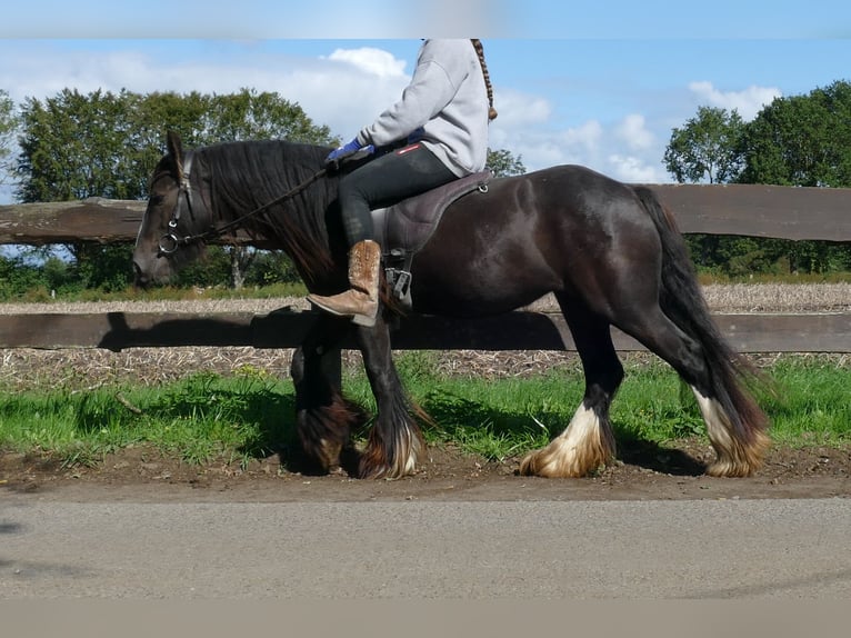 Tinker Yegua 3 años 134 cm Castaño in Lathen