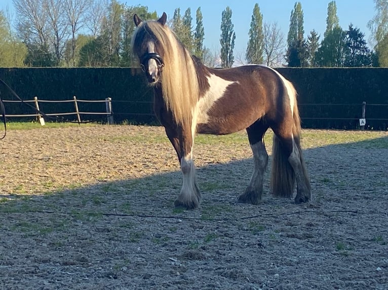 Tinker Yegua 3 años 138 cm Morcillo in Apeldoorn