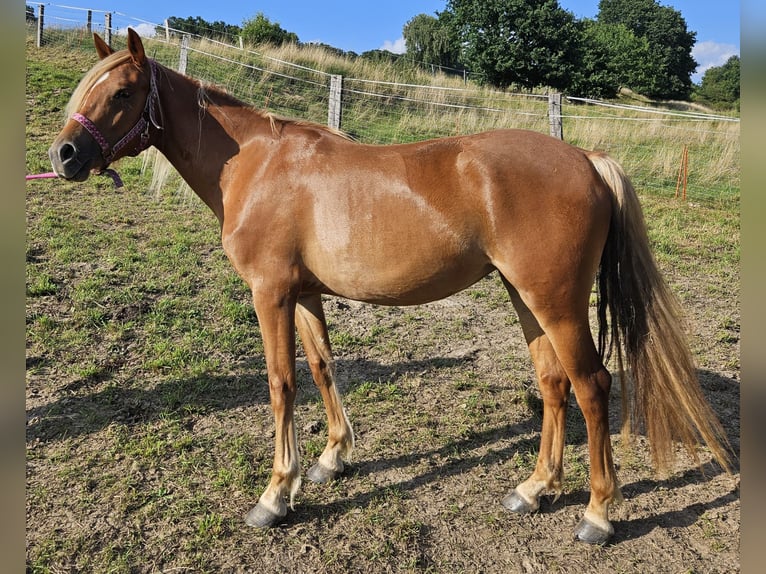 Tinker Mestizo Yegua 3 años 140 cm Alazán in Trendelburg