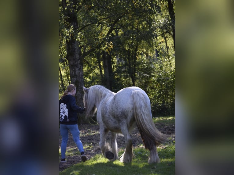 Tinker Yegua 3 años 145 cm Atigrado/Moteado in Heiligengrabe