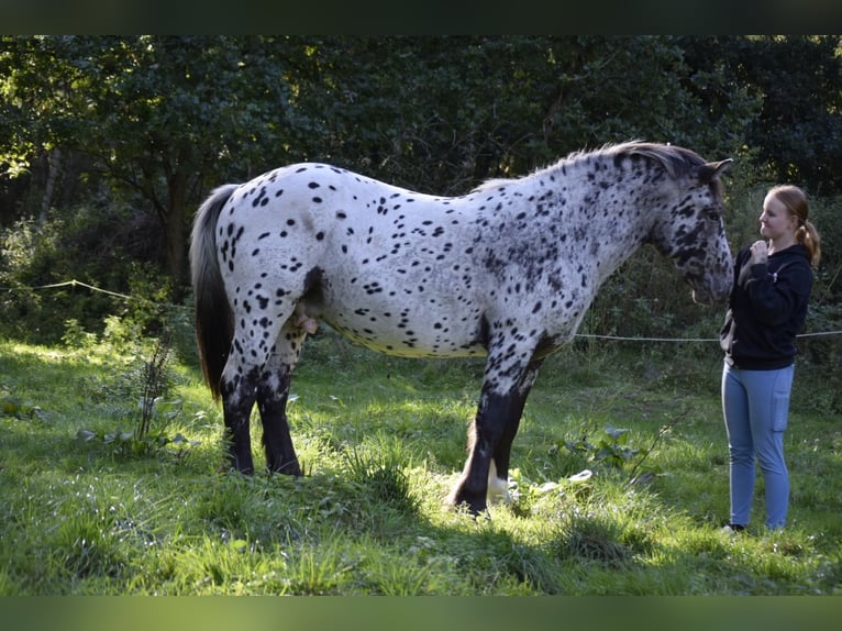 Tinker Yegua 3 años 145 cm Atigrado/Moteado in Heiligengrabe