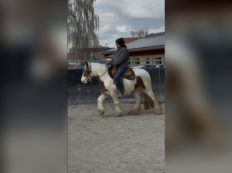 Tinker Yegua 3 años 145 cm Pío in Achstetten