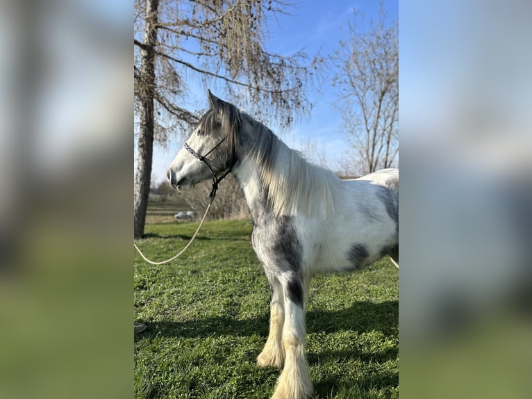 Tinker Yegua 3 años 145 cm Pío in Achstetten