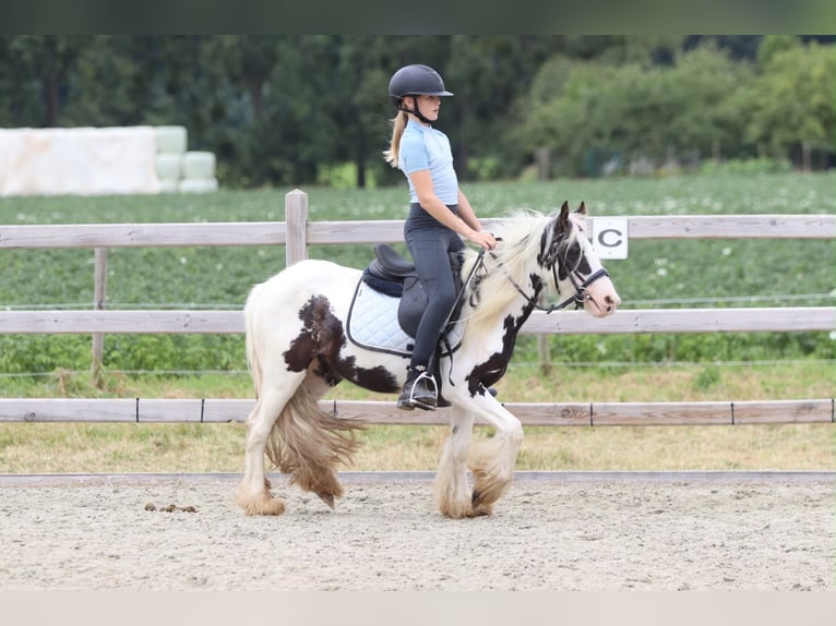 Tinker Yegua 4 años 120 cm Pío in Pepingen