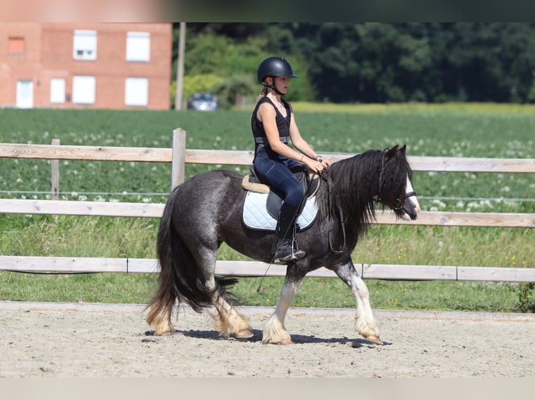 Tinker Yegua 4 años 123 cm Ruano azulado in Pepingen