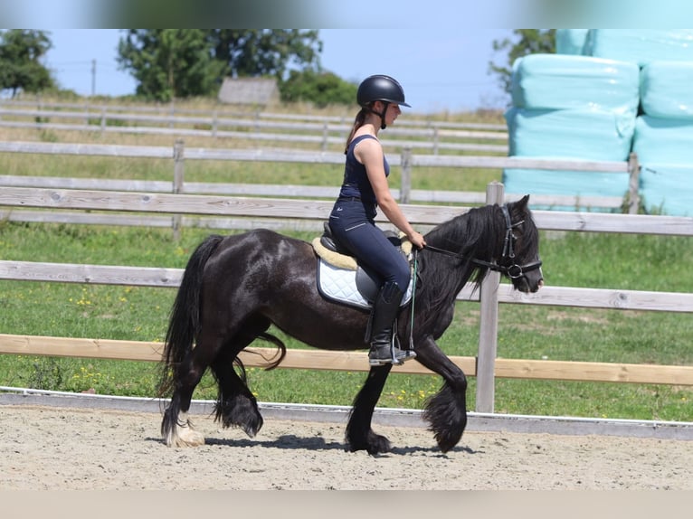 Tinker Yegua 4 años 124 cm Negro in Pepingen