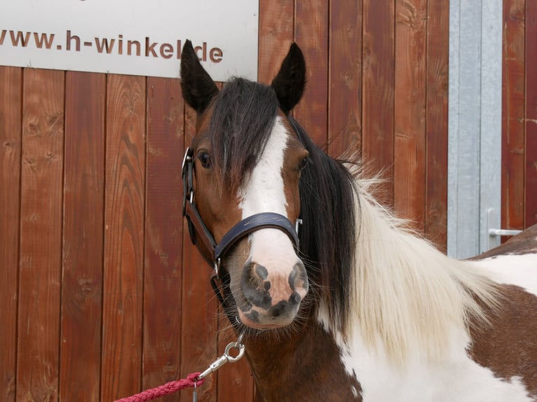 Tinker Yegua 4 años 125 cm in Dorsten
