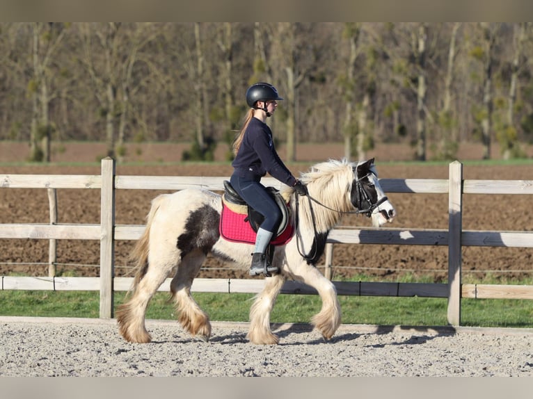 Tinker Yegua 4 años 130 cm Pío in Bogaarden