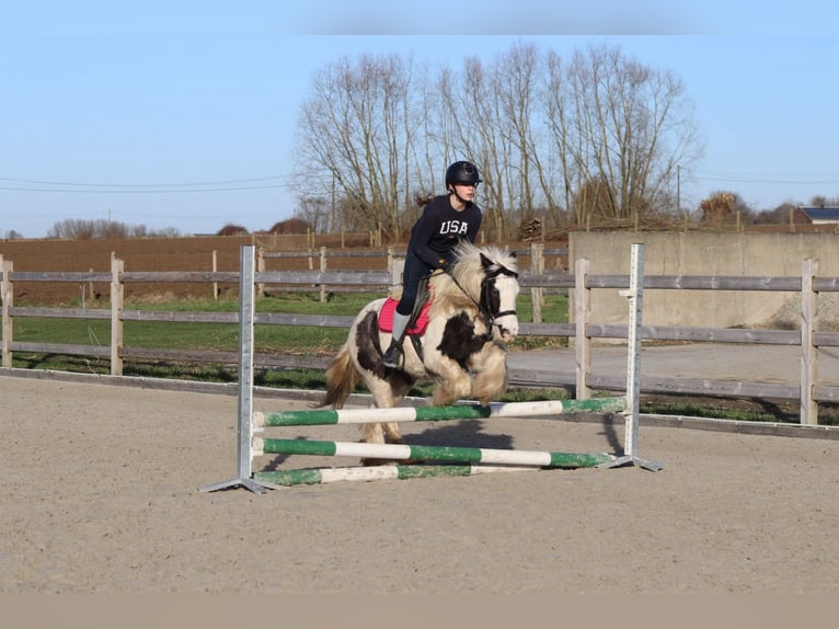 Tinker Yegua 4 años 130 cm Pío in Bogaarden