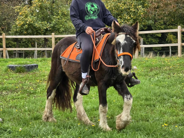 Tinker Yegua 4 años 130 cm Pío in Linkenbach