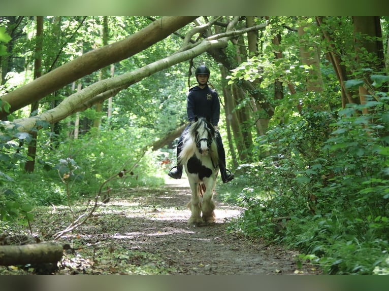Tinker Yegua 4 años 132 cm Pío in Bogaarden
