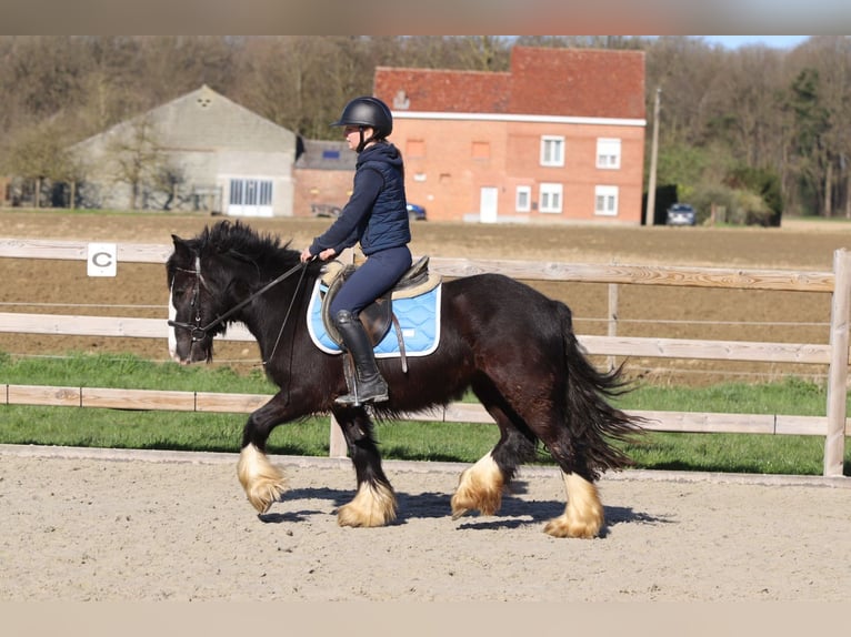 Tinker Yegua 4 años 133 cm Negro in Pepingen