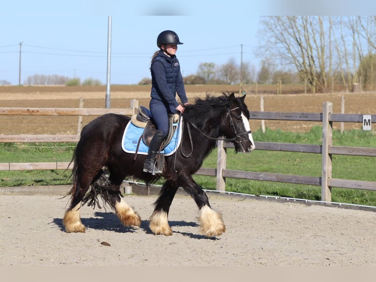 Tinker Yegua 4 años 133 cm Negro in Pepingen