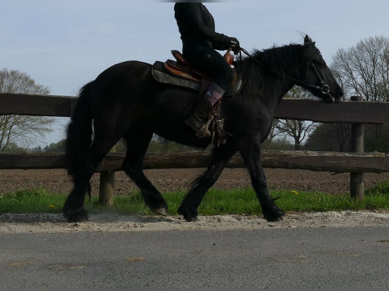 Tinker Yegua 4 años 138 cm Negro in Lathen