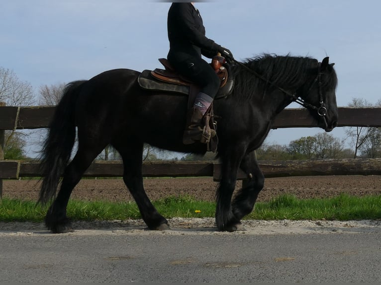 Tinker Yegua 4 años 138 cm Negro in Lathen