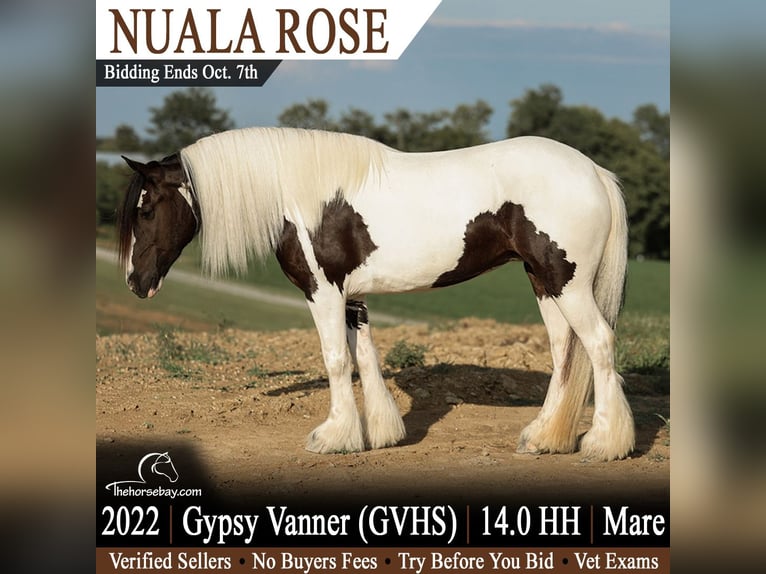 Tinker Yegua 4 años 142 cm Tobiano-todas las-capas in Somerset, KY