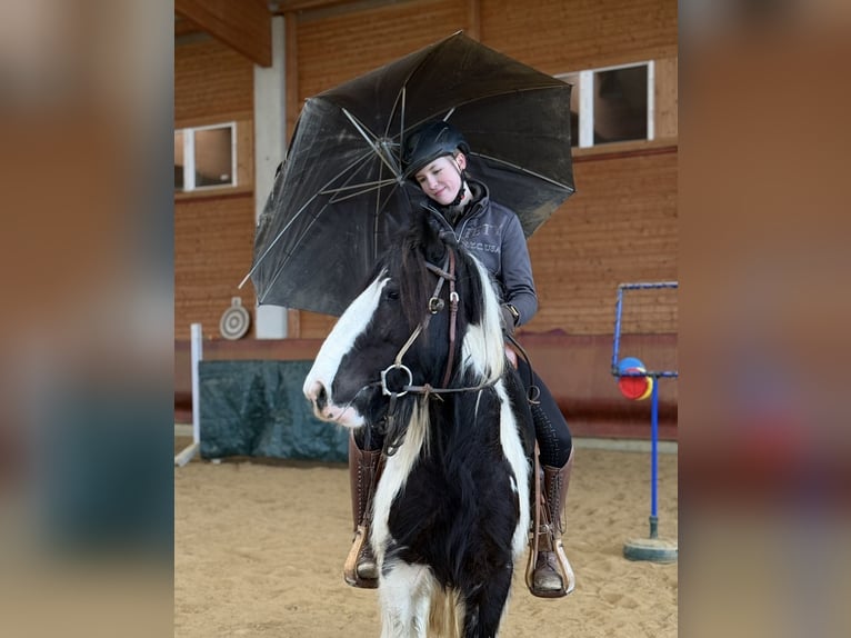 Tinker Yegua 4 años 143 cm Pío in Achstetten