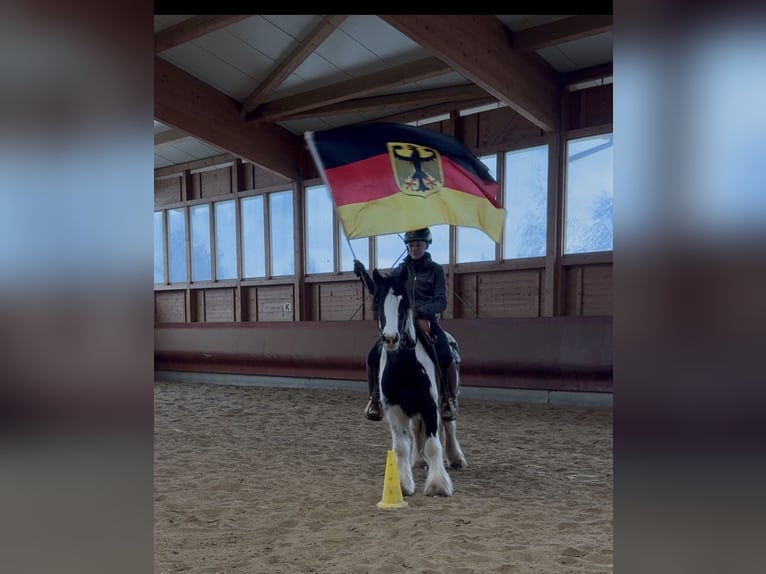 Tinker Yegua 4 años 143 cm Pío in Achstetten