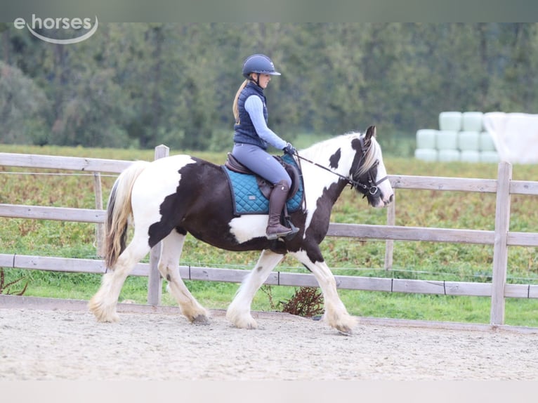 Tinker Yegua 4 años 144 cm Pío in Pepingen