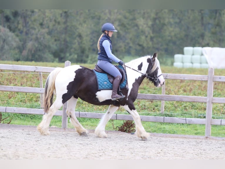 Tinker Yegua 4 años 144 cm Pío in Pepingen