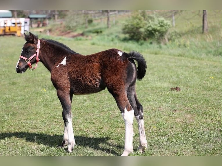 Tinker Yegua 4 años 145 cm Tobiano-todas las-capas in New Ringgold
