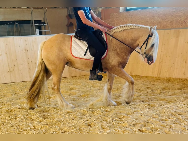 Tinker Yegua 4 años 148 cm Palomino in Euskirchen