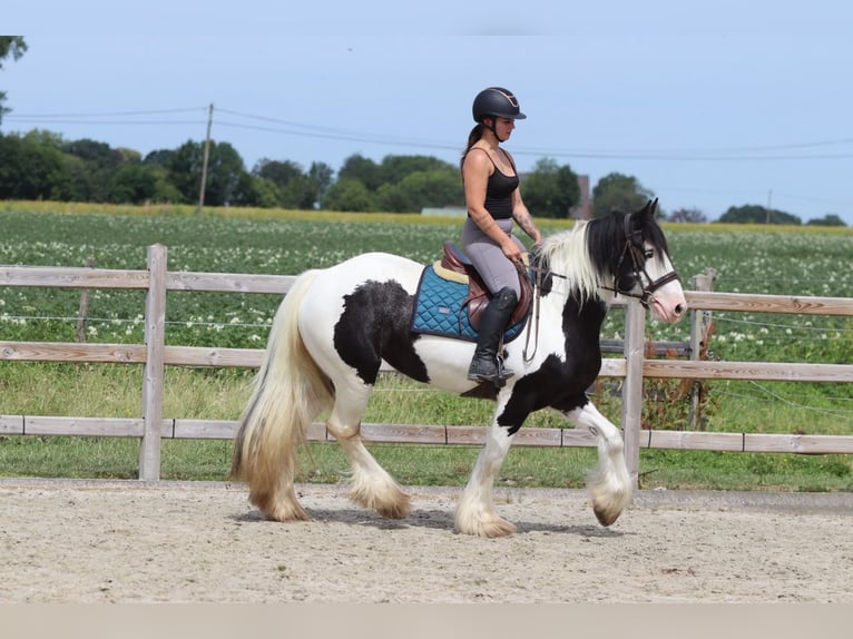 Tinker Yegua 4 años 151 cm Pío in Pepingen