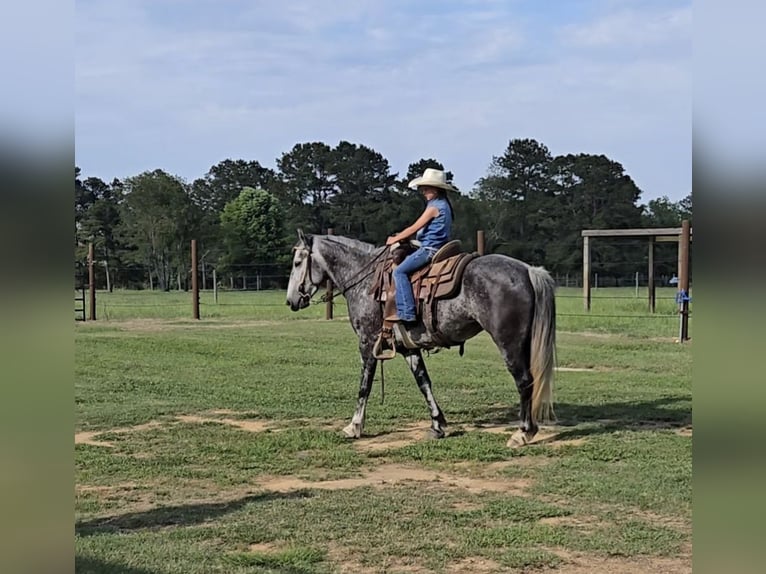Tinker Mestizo Yegua 4 años Tordo in Sheridan