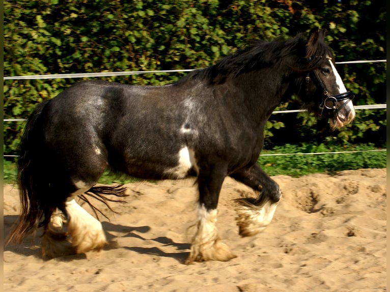 Tinker Yegua 5 años 128 cm Negro in Velpke