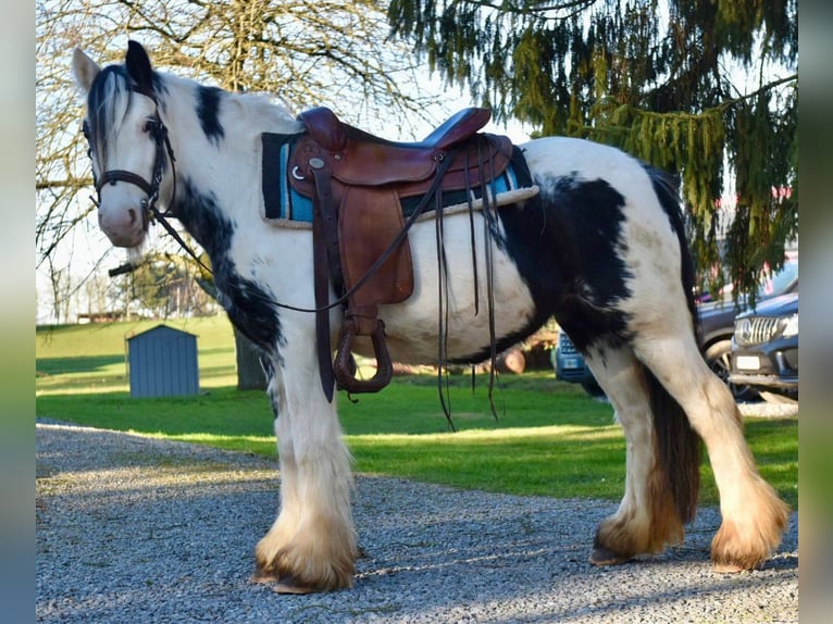 Tinker Yegua 5 años 135 cm Pío in Linkenbach