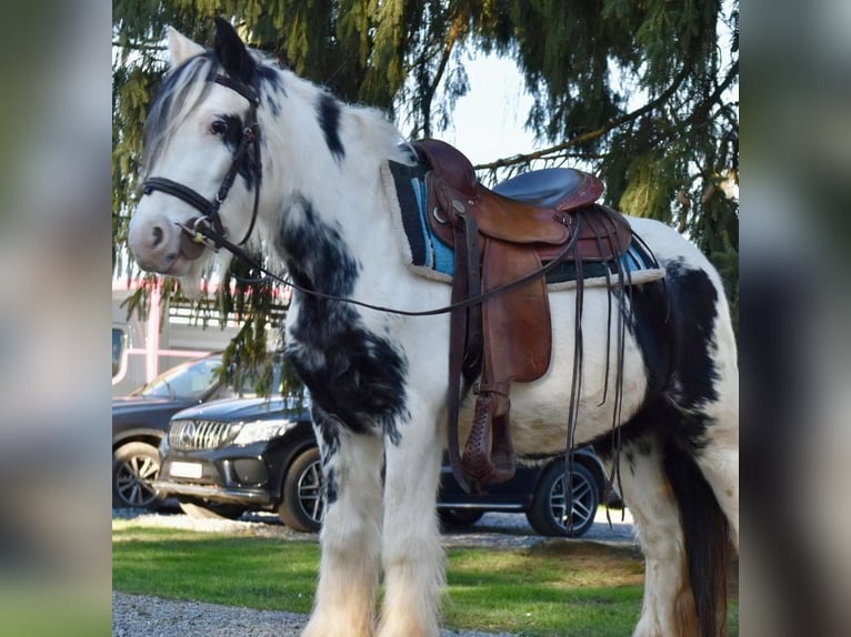 Tinker Yegua 5 años 135 cm Pío in Linkenbach
