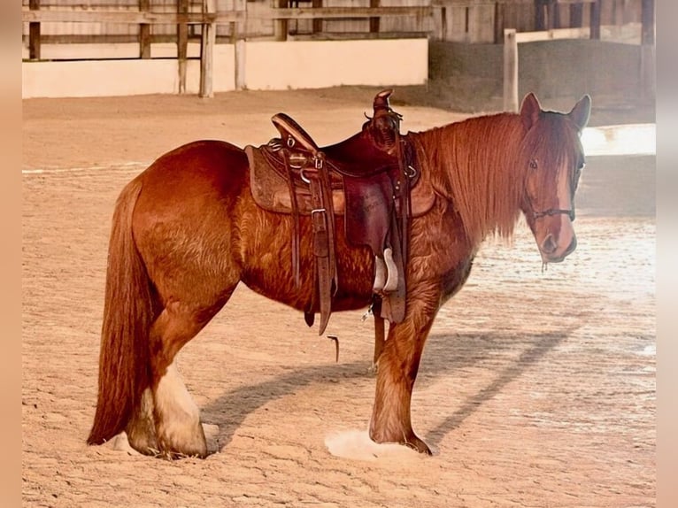 Tinker Yegua 5 años 137 cm Alazán-tostado in De Soto