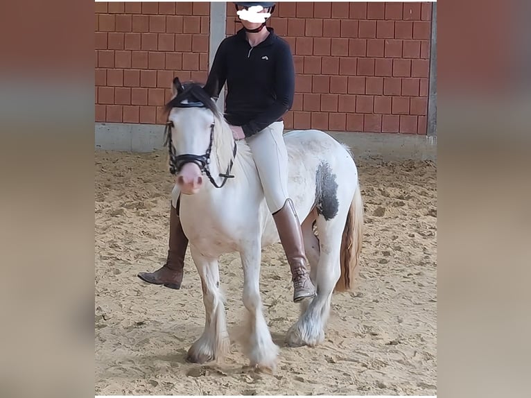 Tinker Yegua 5 años 138 cm Pío in Blomberg