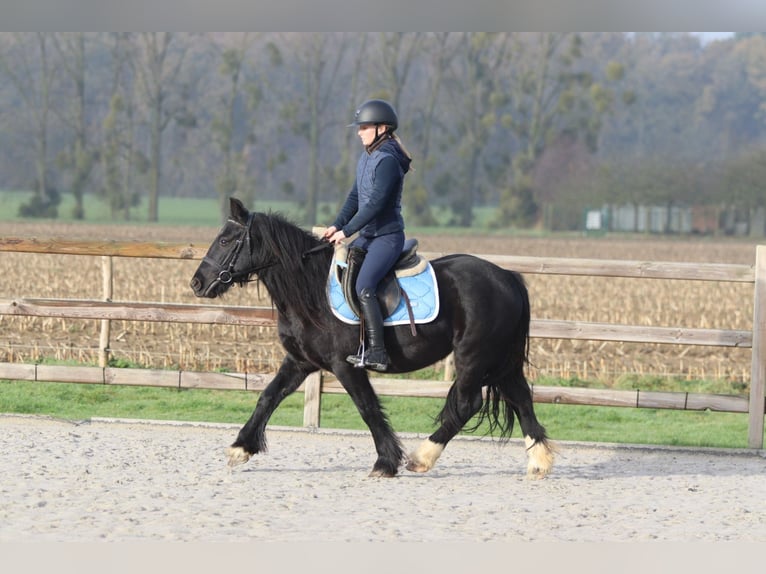 Tinker Yegua 5 años 140 cm Negro in Bogaarden