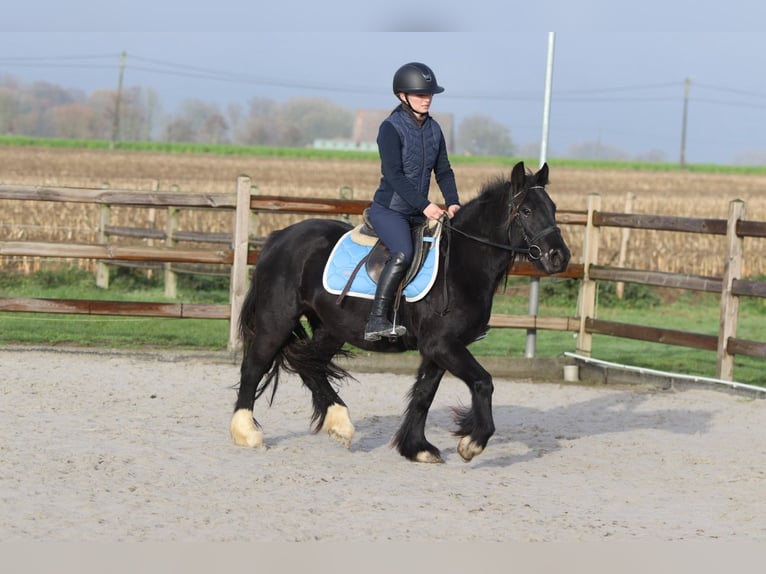 Tinker Yegua 5 años 140 cm Negro in Bogaarden