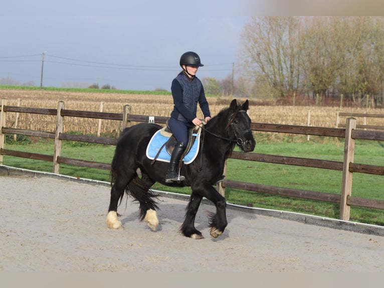 Tinker Yegua 5 años 140 cm Negro in Bogaarden