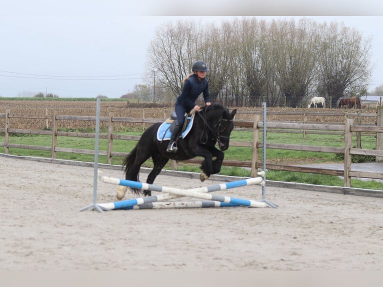 Tinker Yegua 5 años 140 cm Negro in Bogaarden