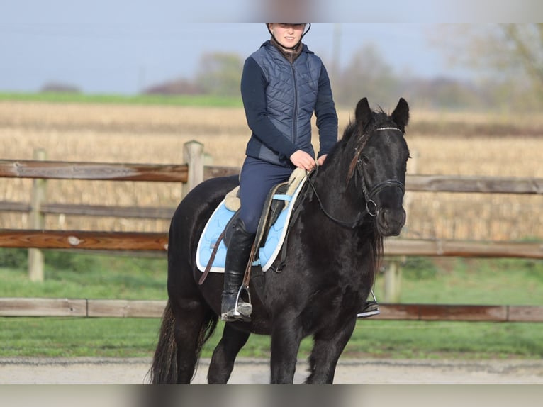 Tinker Yegua 5 años 140 cm Negro in Bogaarden