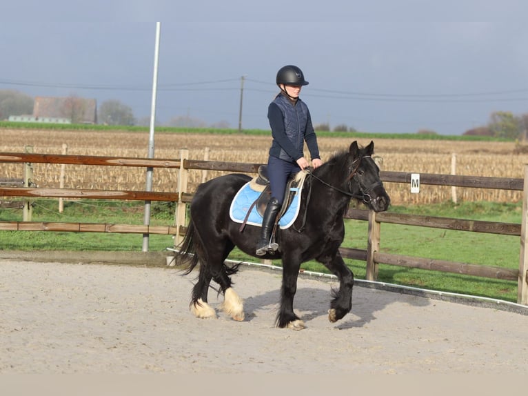 Tinker Yegua 5 años 140 cm Negro in Bogaarden