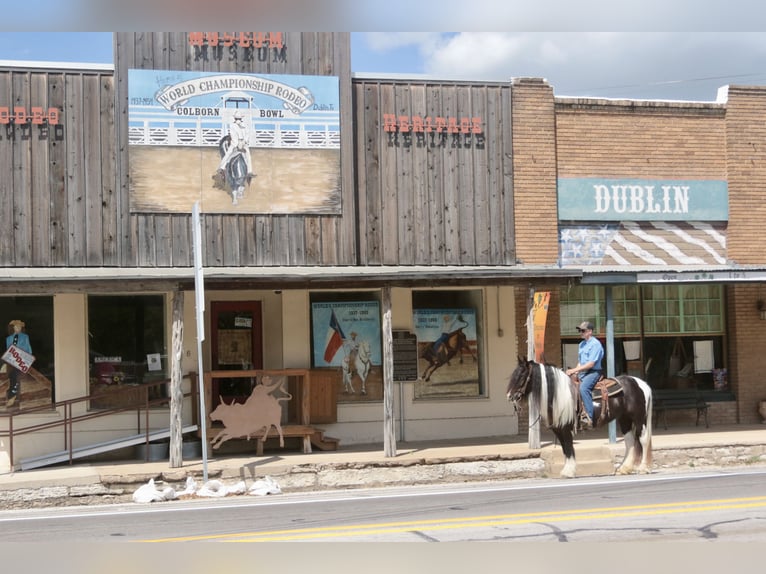 Tinker Yegua 5 años 140 cm Pío in Dublin